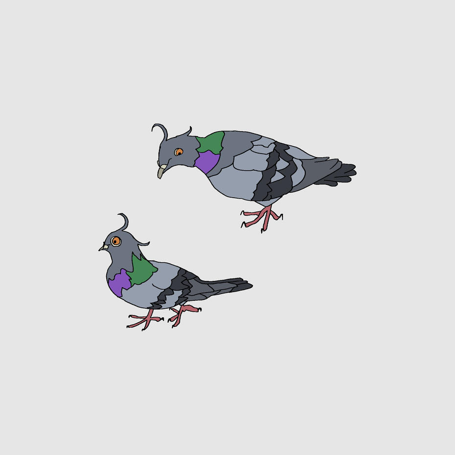 strange pigeons 2