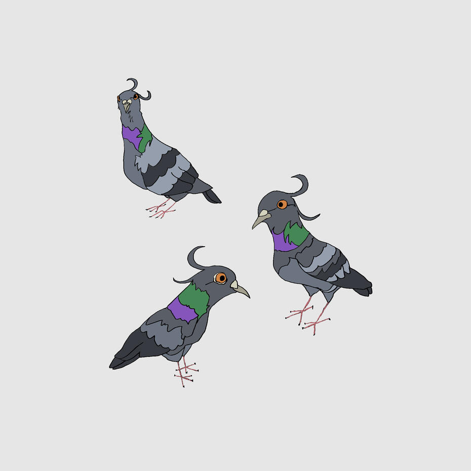strange pigeons 1